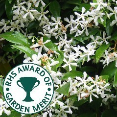 RHS Award of Garden Merit Climbing Plants