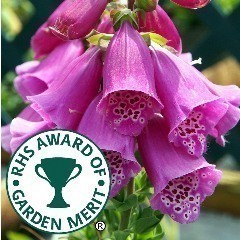 RHS Award of Garden Merit Cottage Garden Plants & Perennials