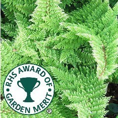 RHS Award of Garden Merit Ferns