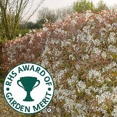 RHS Award of Garden Merit Hedging Plants