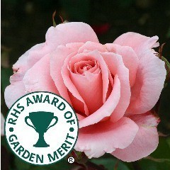 RHS Award of Garden Merit Roses