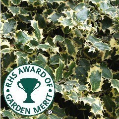 RHS Award of Garden Merit Shrubs and Conifers