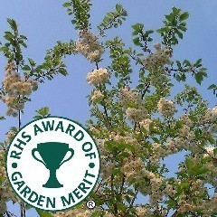 RHS Award of Garden Merit Trees
