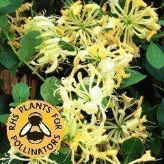 RHS Plants for Pollinators - Climbing Plants