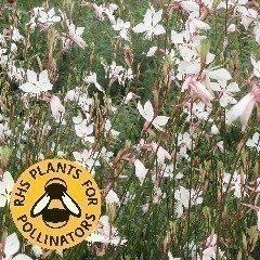 RHS Plants for Pollinators - Cottage Garden Plants