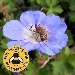 RHS Plants for Pollinators - Ground Cover Plants