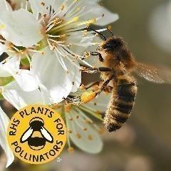RHS Plants for Pollinators - Hedging Plants