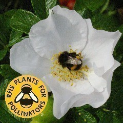 RHS Plants for Pollinators - Roses