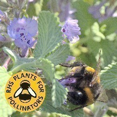 RHS Plants for Pollinators - Shrubs
