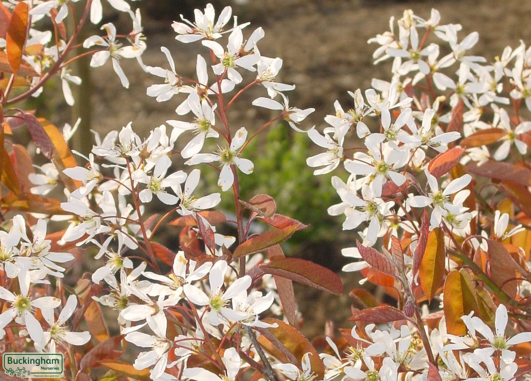 Close up of leaves and flowers in early spring