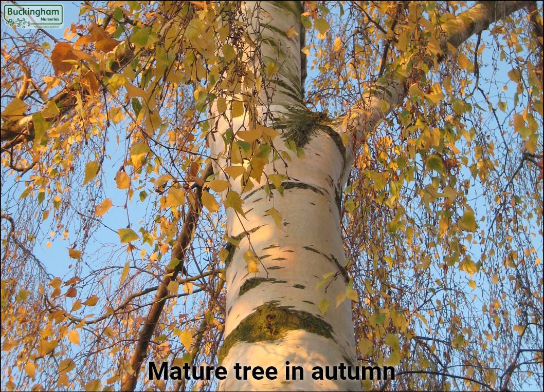 Mature tree in autumn