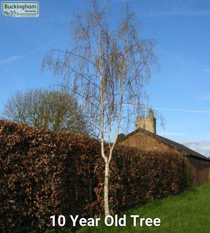 Ten year old Silver Birch tree by Beech hedge in winter.
