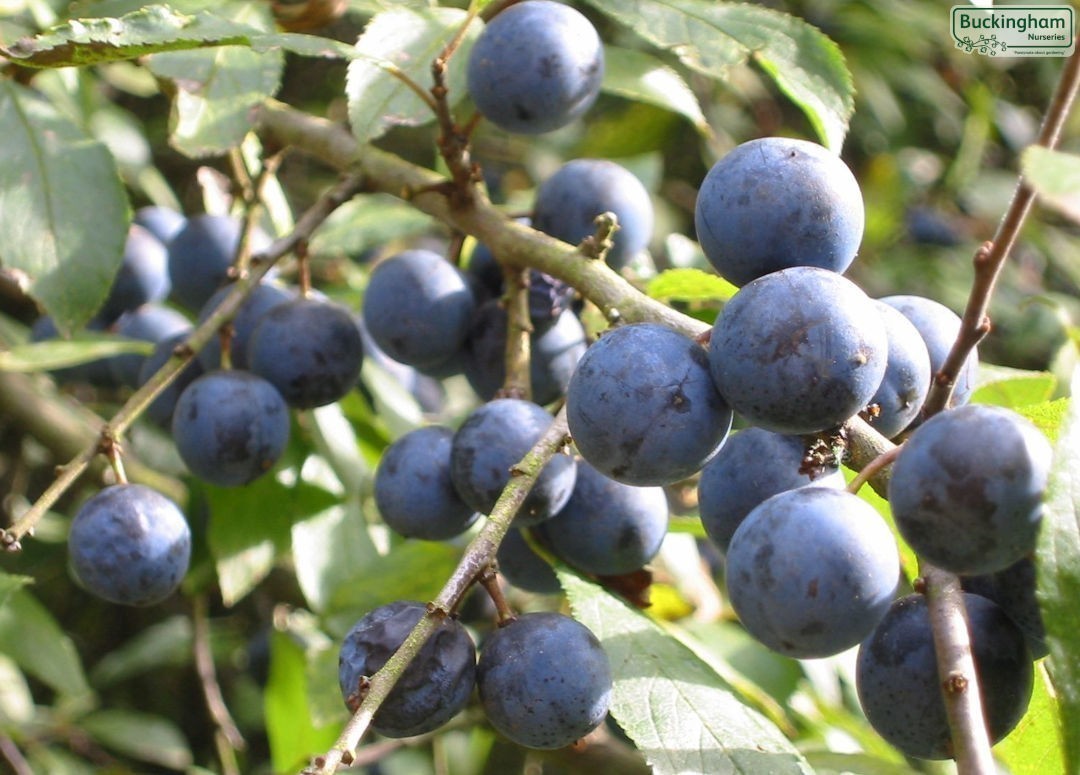 Sloes in autumn.