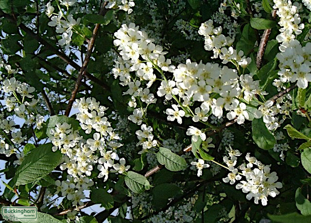 Almond-scented white flowers in May.