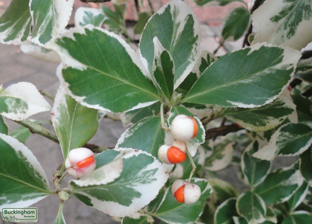 White fruits opening to reveal orange seeds in the autumn.