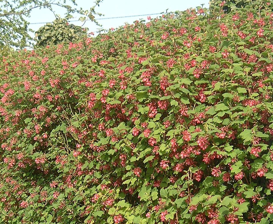 Flowering Currant, King Edward VII in flower. Display hedge at the Garden Centre.