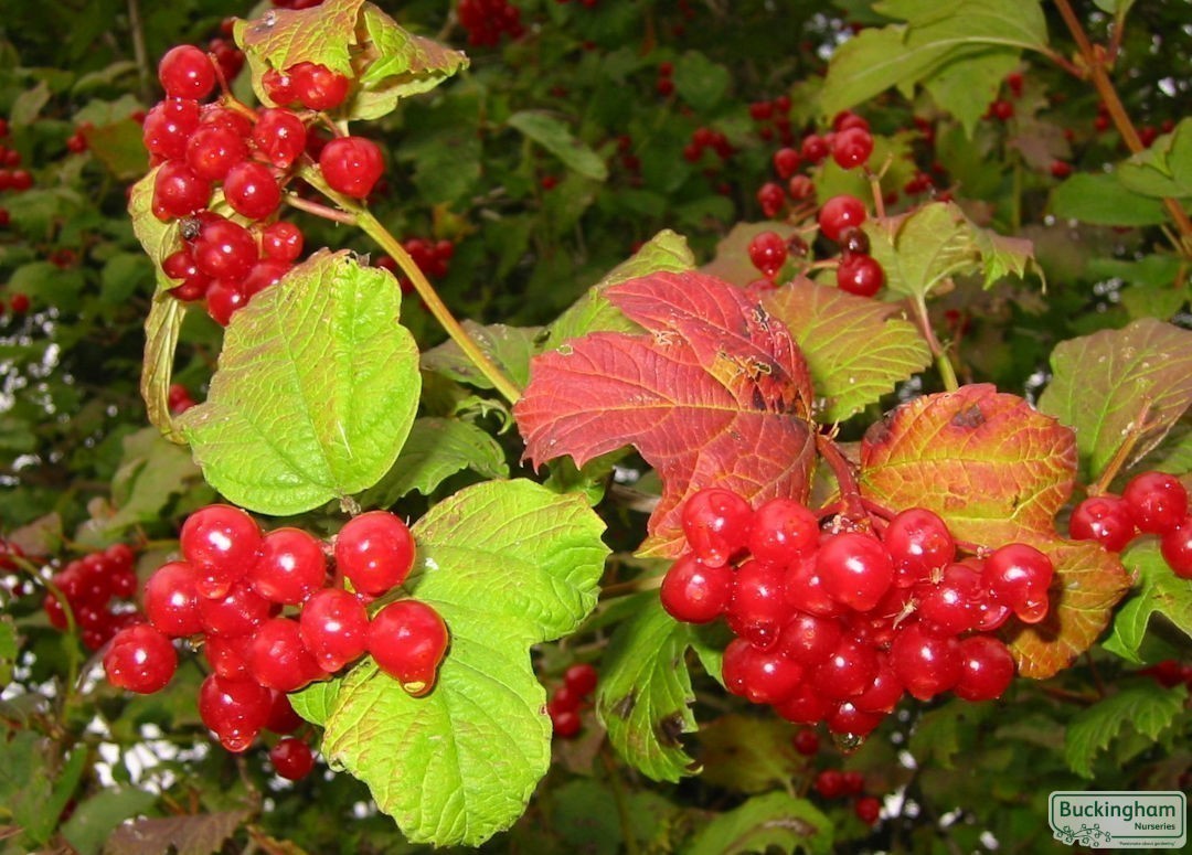 Covered with berries in autumn.