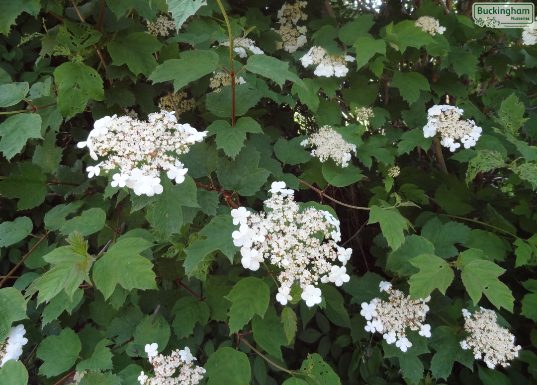 Flat heads of heavily scented white flowers May and June.