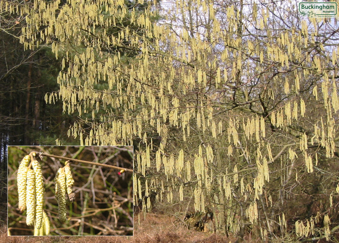 Female catkins and small male flowers in spring.