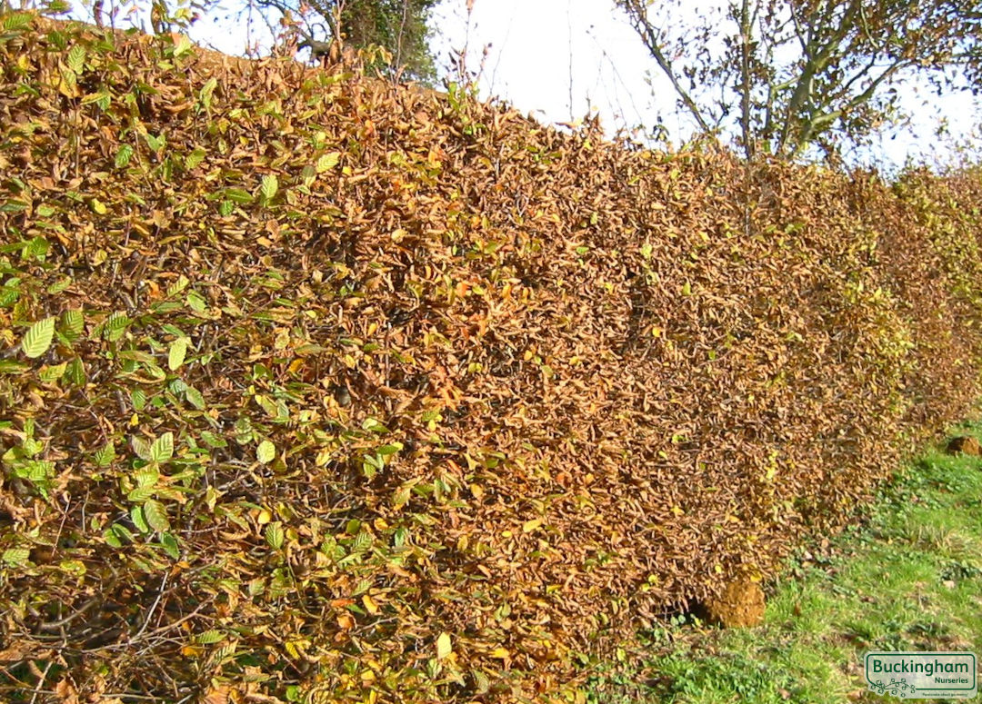 Autumn colouring on mature hedge.