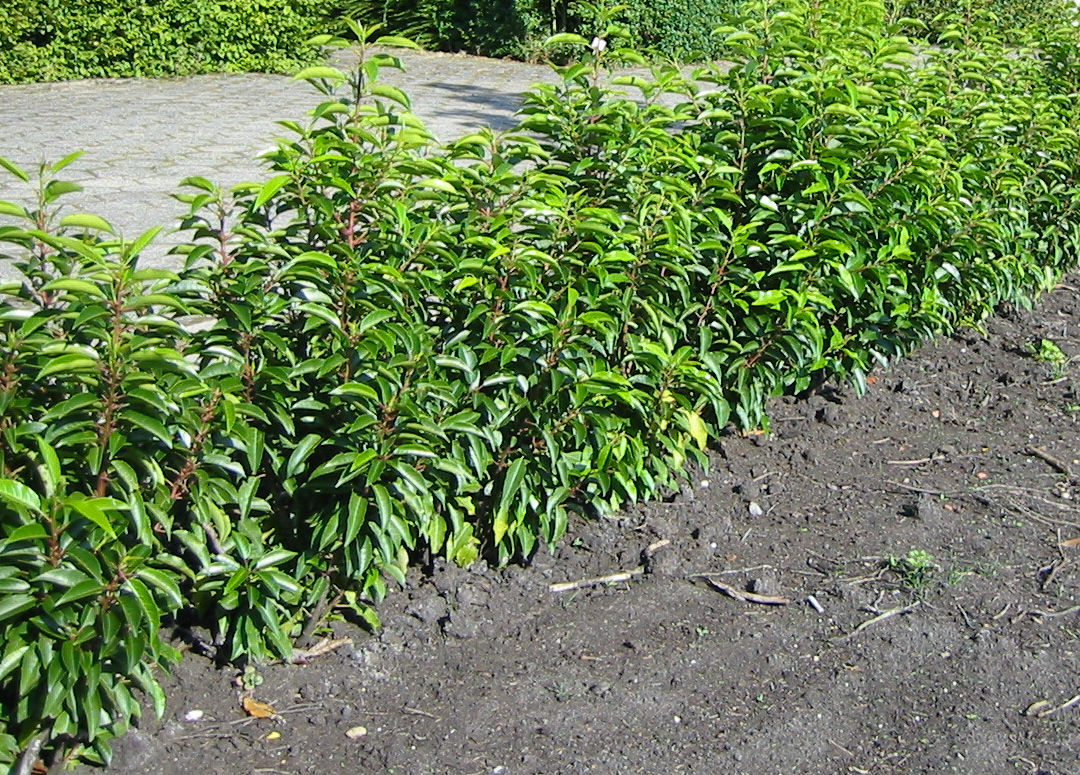 Young evergreen hedge.