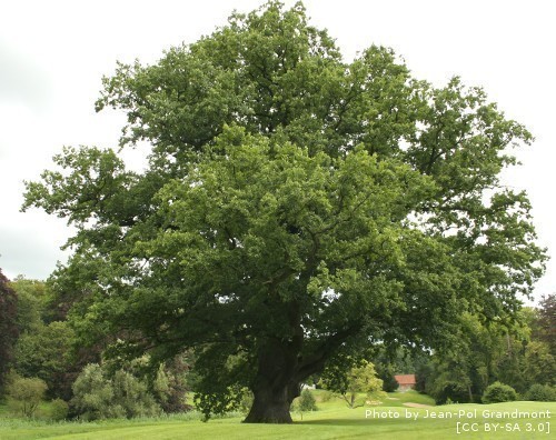 Oak, English or Common