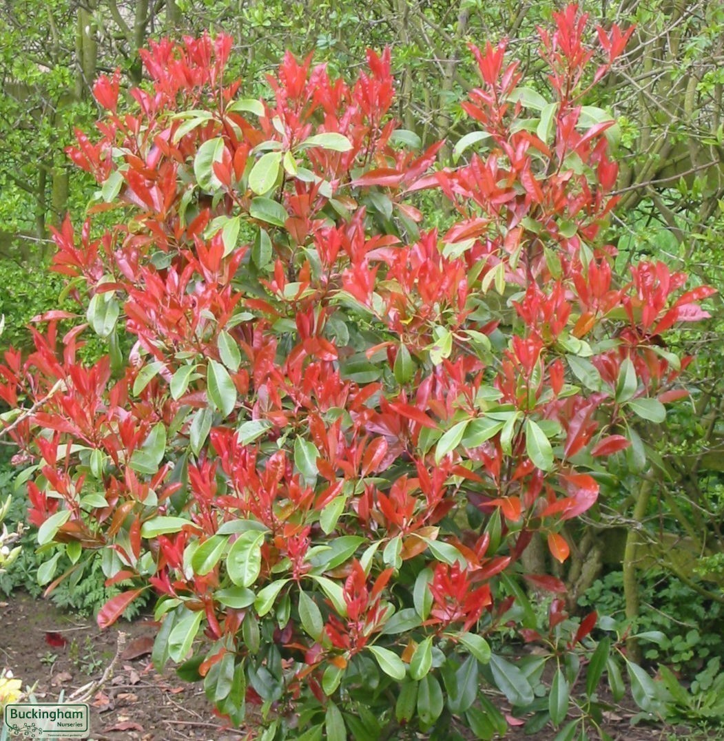 Photinia Red Robin hedge