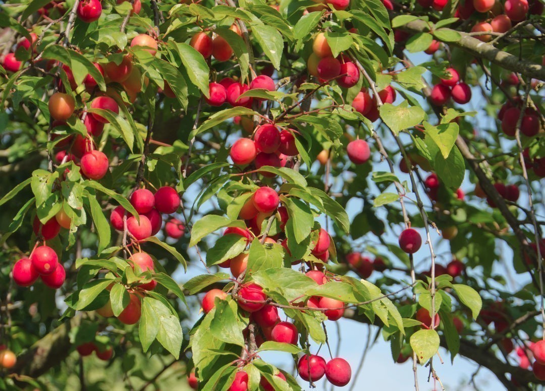 Tasty red or yellow, spherical cherry-plums in autumn on Plum Myrobalan
