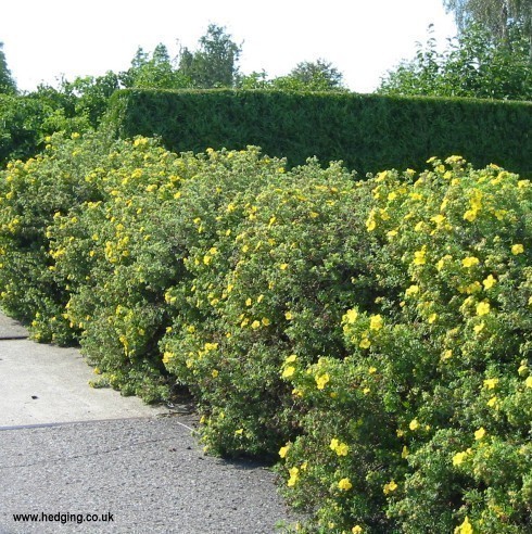 Informal hedge covered with bright yellow flowers.