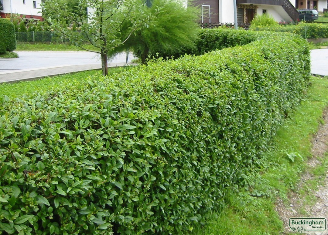 Mature Green Privet hedge.