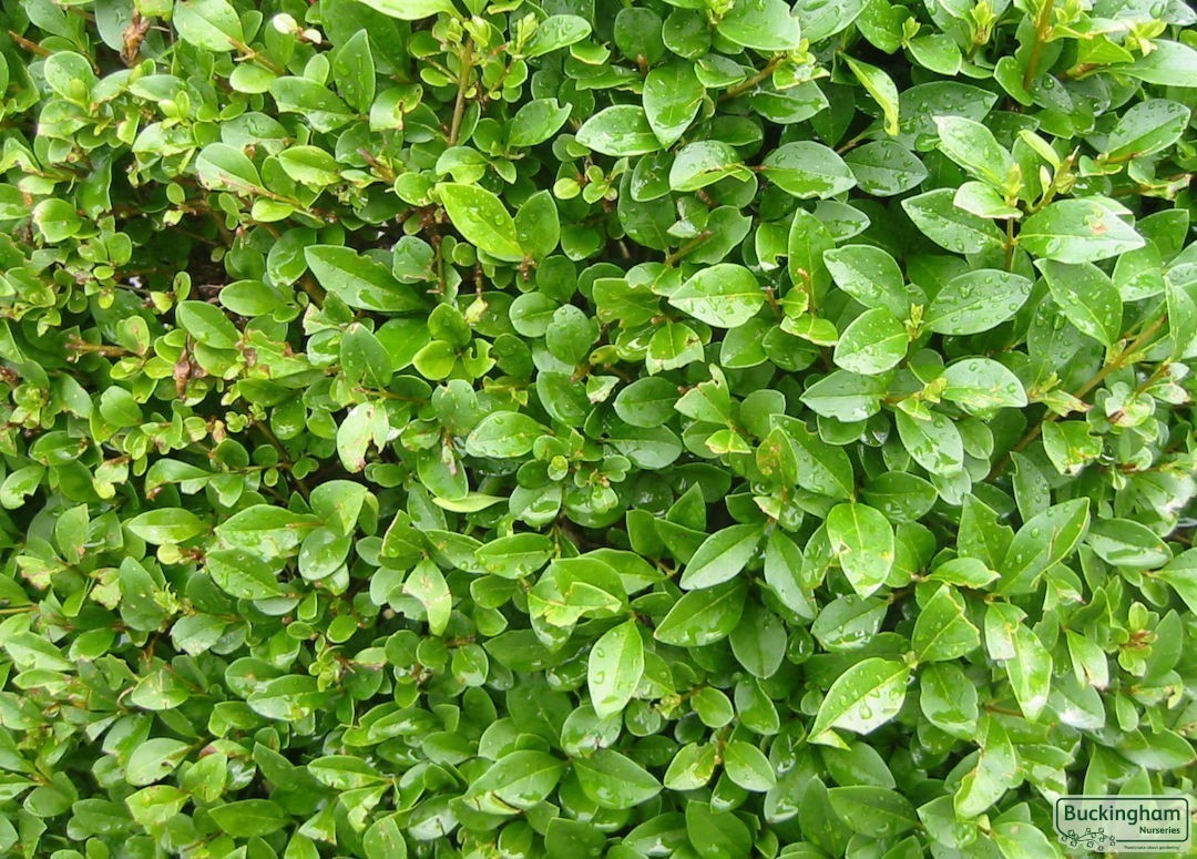 Green Privet leaves.