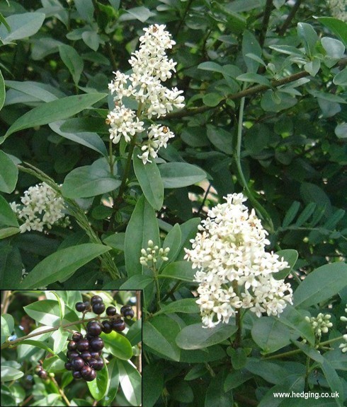 Flowers in July in native hedge. Inset: black fruits in autumn and winter.