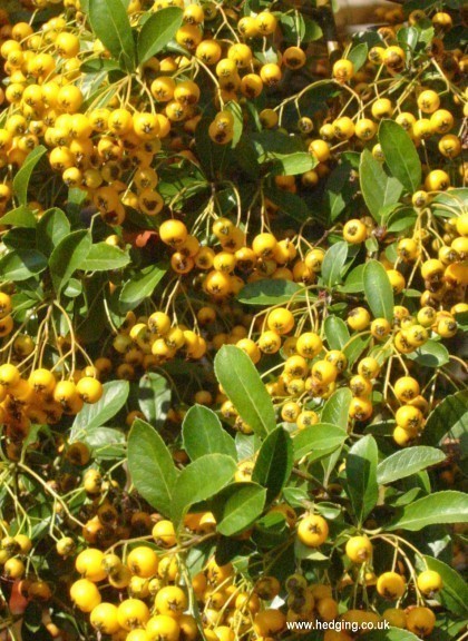 Golden berries in autumn on Pyrcantha Golden Sun.