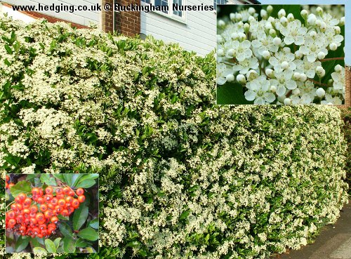 Hedge in flower in June - insets: details of flower and berries in autumn