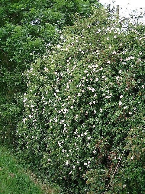 Dog Rose flowers in native hedgerow.