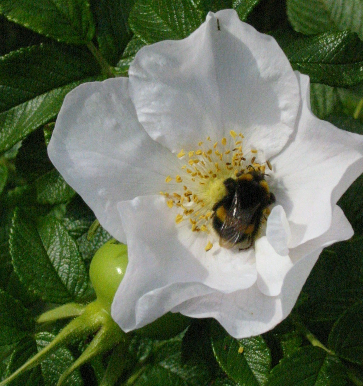 With bee and immature rosehip. There can be a variation of flower colour from white to deep pink