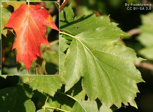 Leaves (with autumn colour as inset)