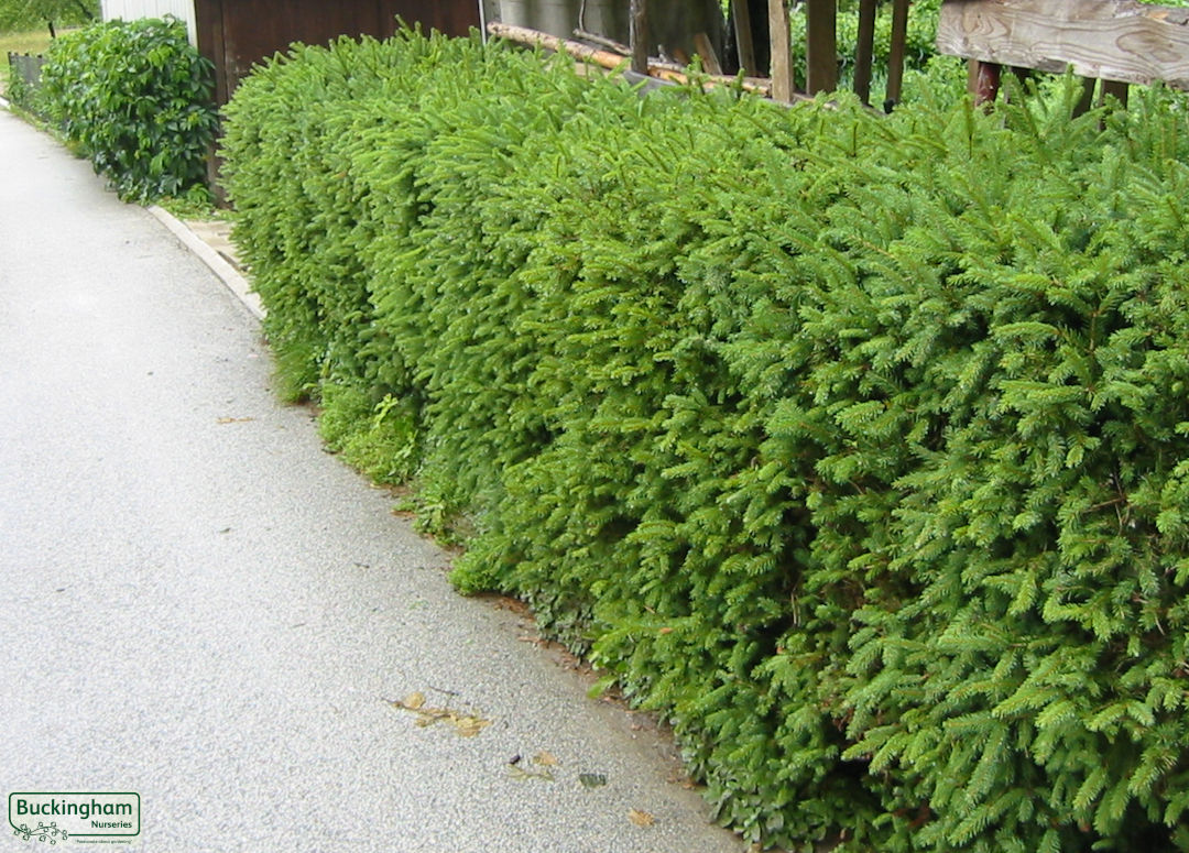 Norway Spruce hedge
