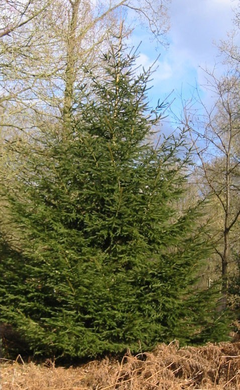 Norway Spruce Tree.