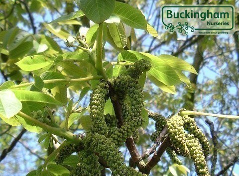 Catkins and leaves in Spring on Walnut Tree.