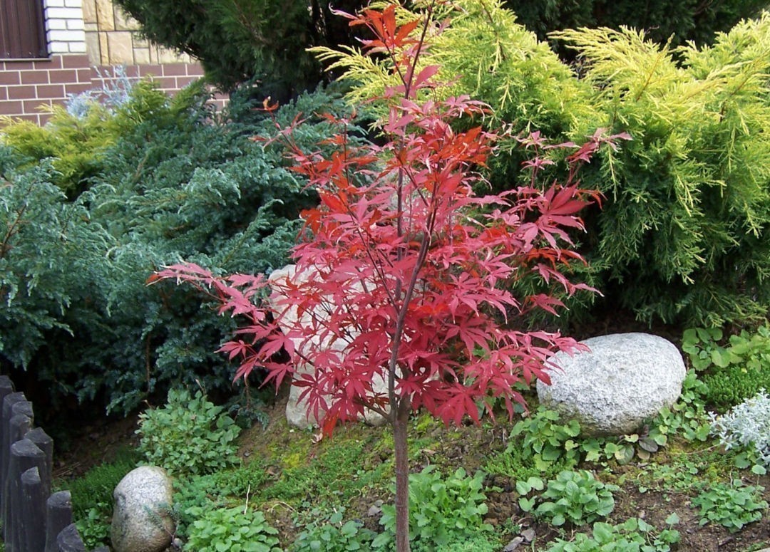 Japanese Maple, Atropurpureum