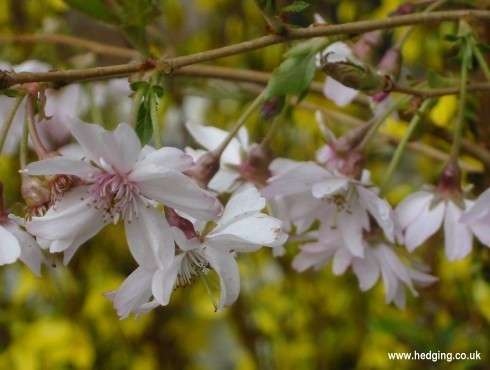 Semi-double pale pink flowers on Autumn Flowering Cherry.