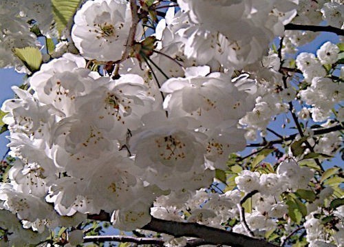 Double White Cherry in flower.