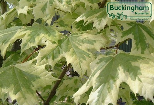 Maple, Silver Variegated