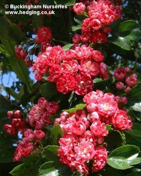 Branches smothered with clusters of small red flowers. Display tree at Garden Centre.