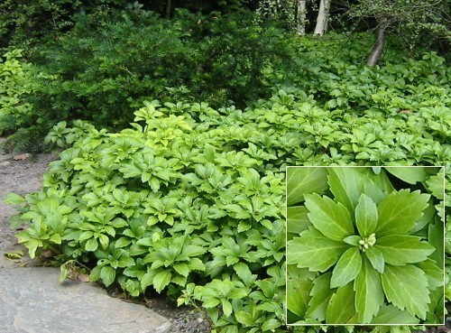 Glossy green leaves and 1-2 inch (2-5cm) spikes of petalless flowers.