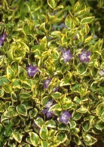 Periwinkle, Variegated Greater