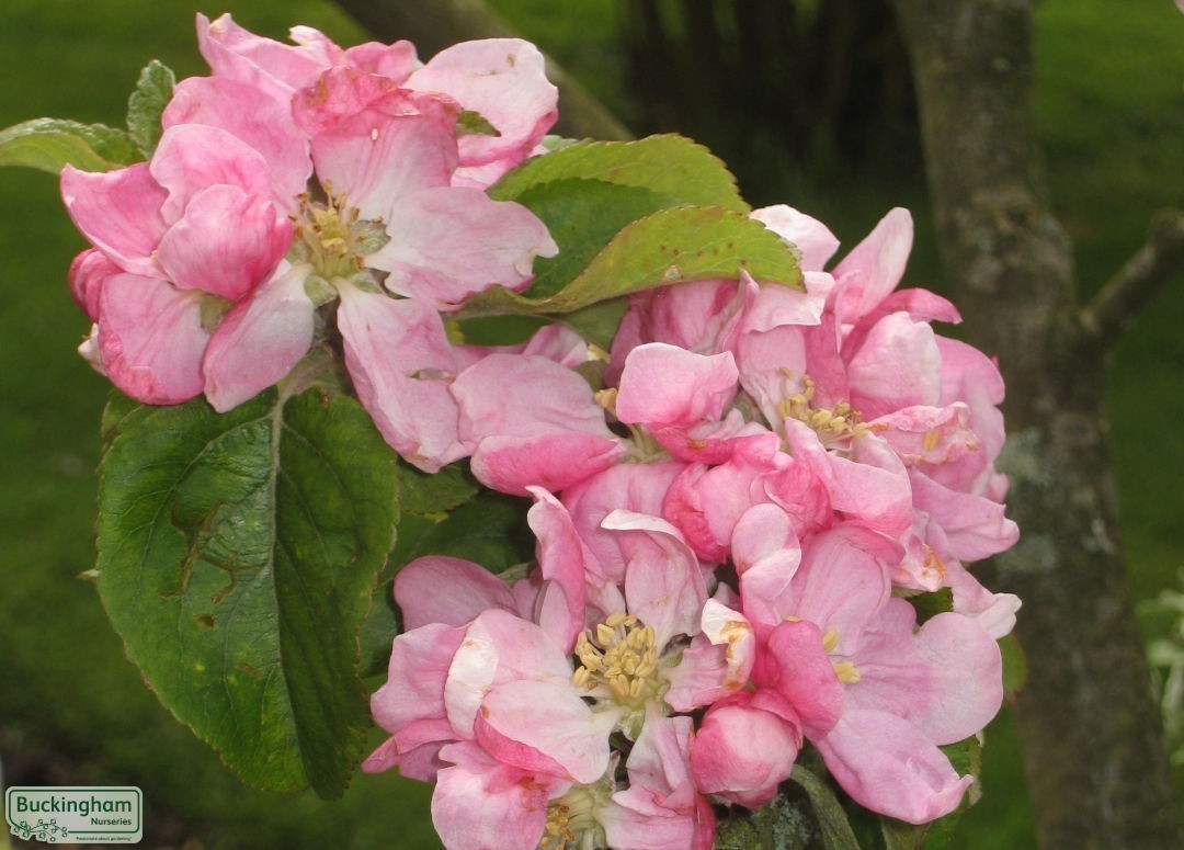 The only culinary apple tree to receive an Award of Garden Merit for its blossom.