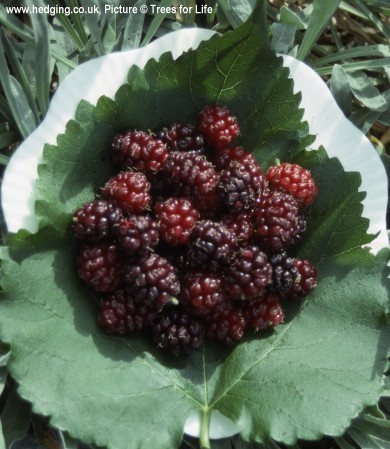 Loganberry-like fruits.