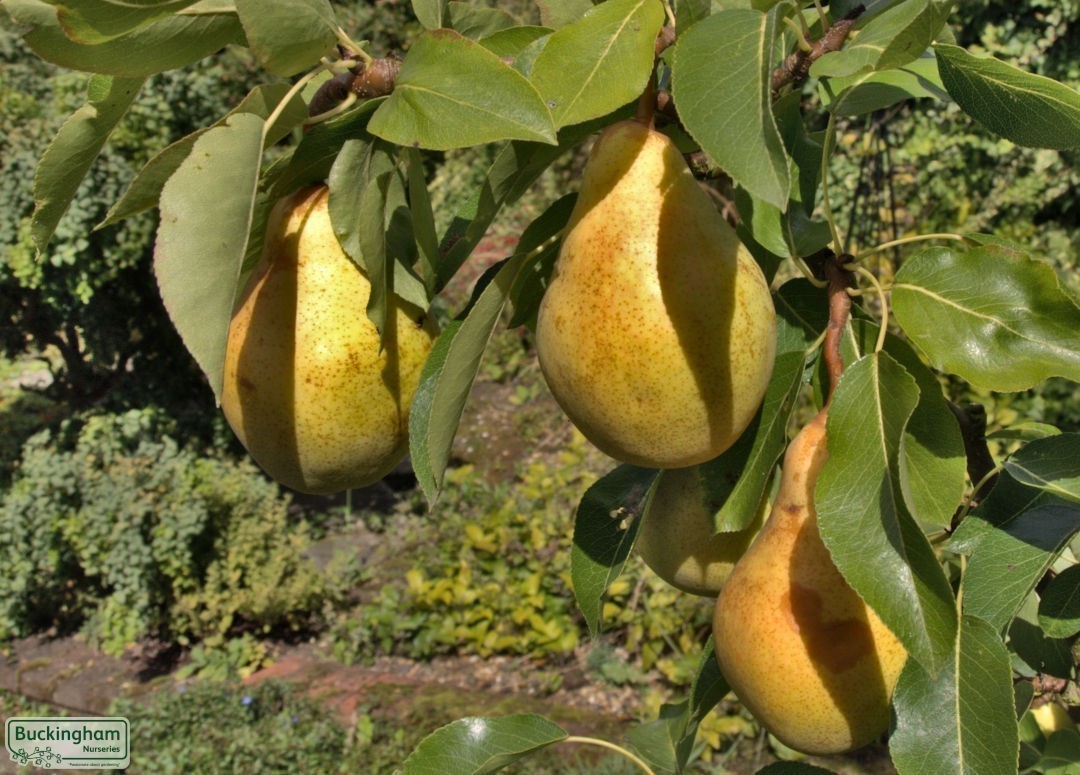 Pear, Beth